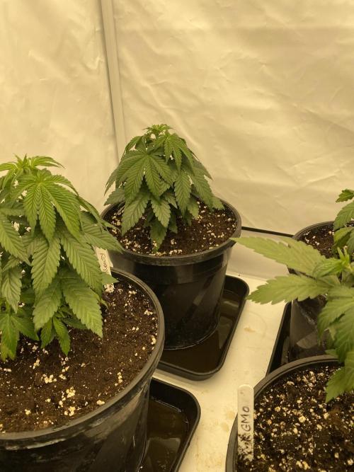 Barneys Jealousy. Week 2