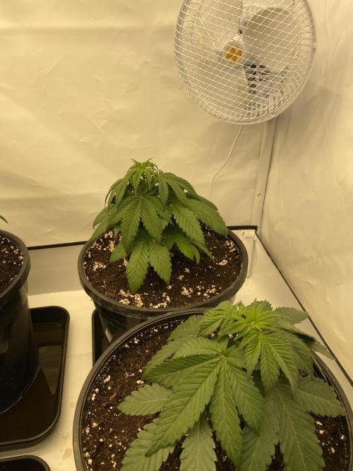 Barneys Jealousy. Week 2