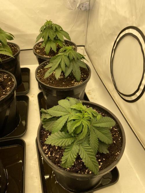 Barneys Jealousy. Week 2