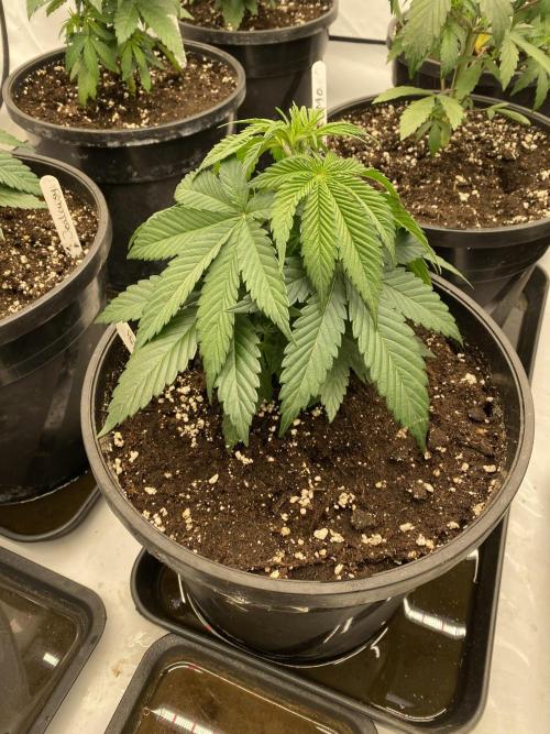 Barneys Jealousy. Week 2