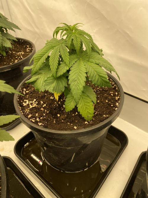 Barneys Jealousy. Week 2