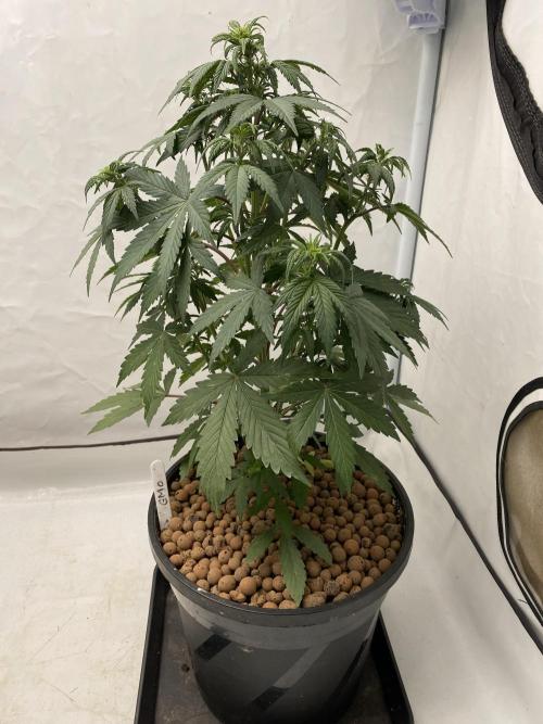 Barneys GMO Auto. Week 3