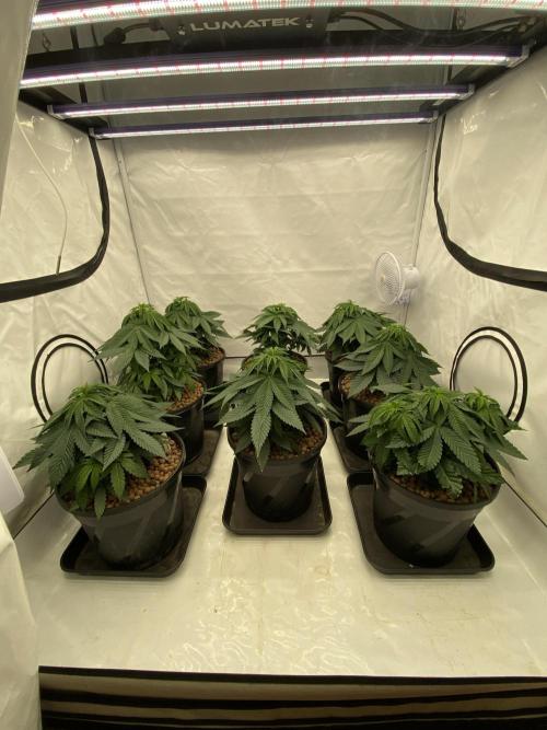 Barneys Jealousy. Week 3