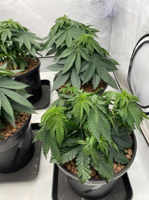 Barneys Jealousy. Week 3