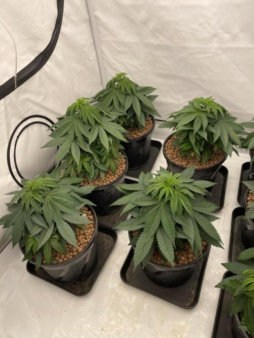 Barneys Jealousy. Week 3