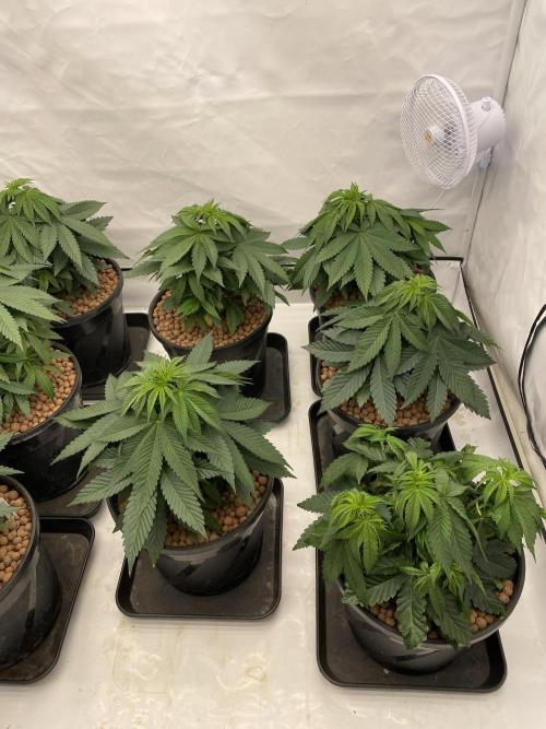 Barneys Jealousy. Week 3