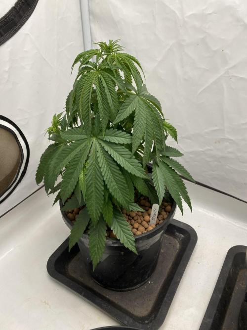 Barneys Biscotti. Week 3