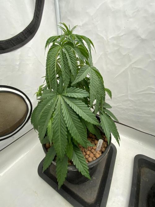 Barneys Biscotti. Week 3