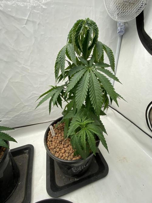 Barneys Biscotti. Week 3