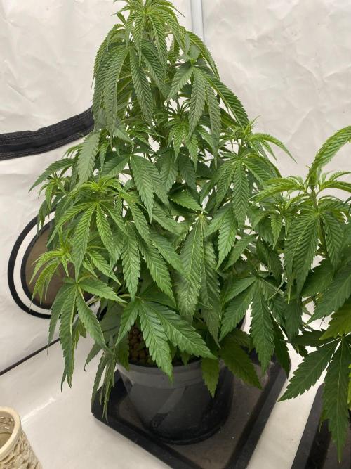 Barneys Biscotti. Week 4