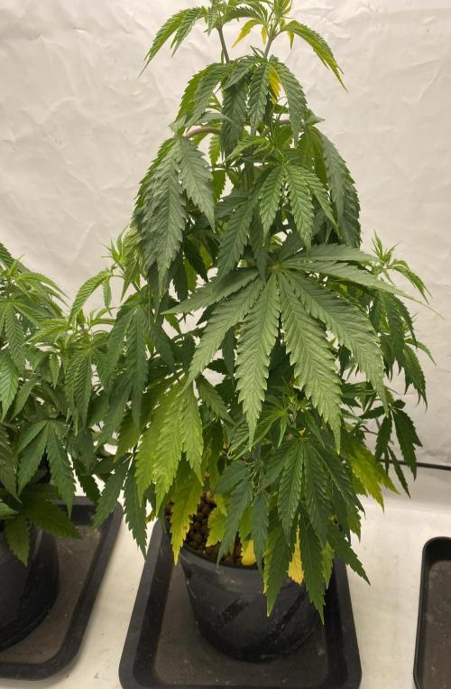 Barneys Biscotti. Week 4