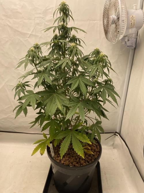 Barneys GMO Auto. Week 4