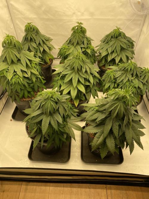 Barneys Jealousy. Week 4