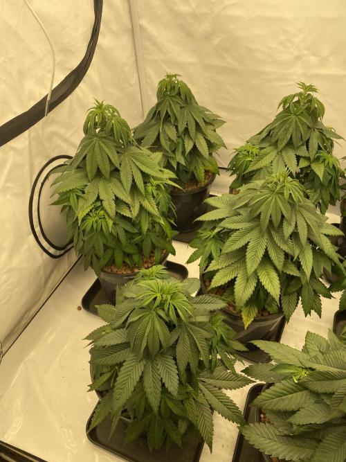 Barneys Jealousy. Week 4