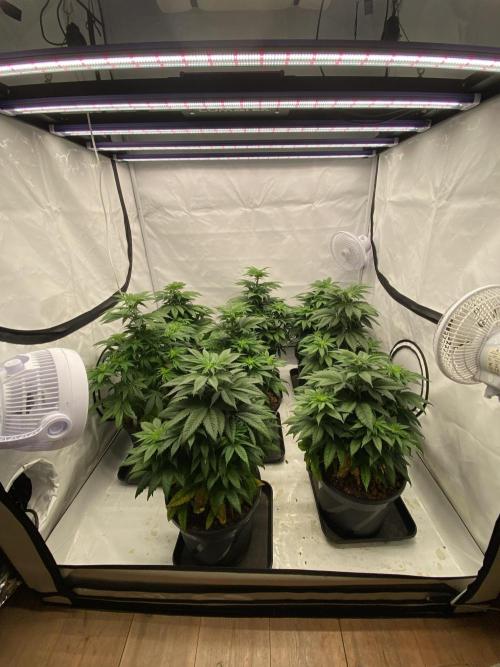 Barneys Jealousy. Week 5