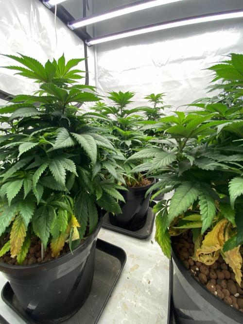 Barneys Jealousy. Week 5