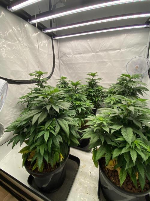 Barneys Jealousy. Week 5