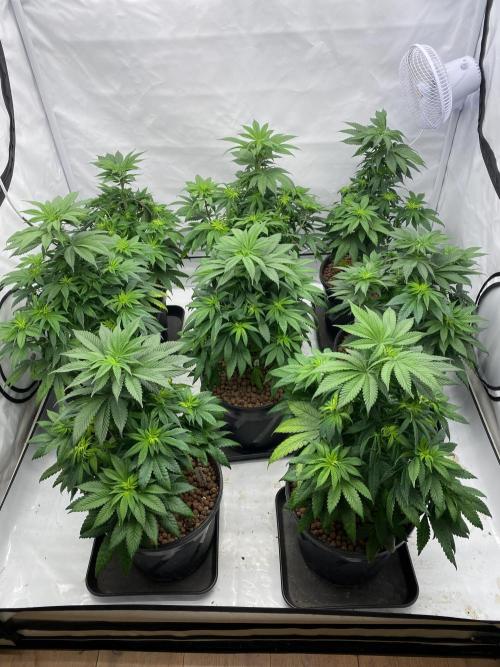 Barneys Jealousy. Week 5