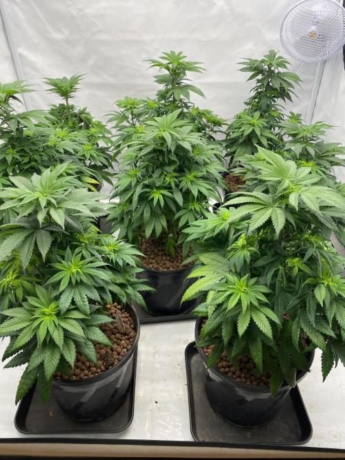 Barneys Jealousy. Week 5