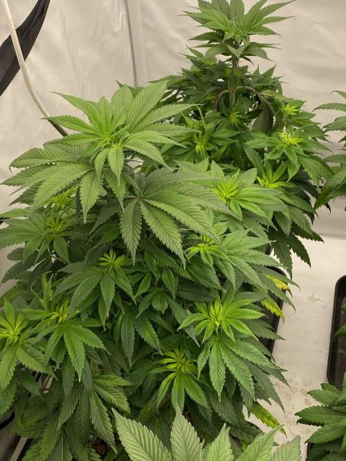 Barneys Jealousy. Week 5