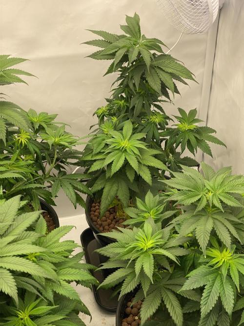 Barneys Jealousy. Week 5