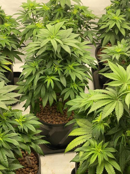 Barneys Jealousy. Week 5