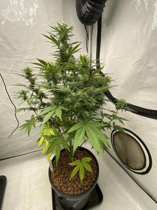 Barneys GMO Auto. Week 5