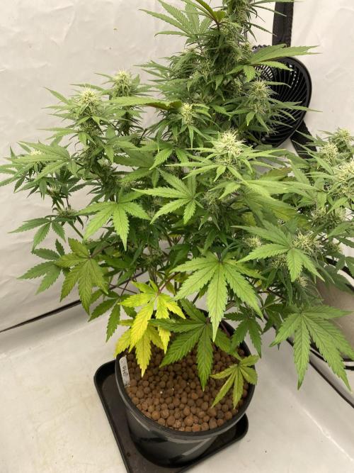 Barneys GMO Auto. Week 5