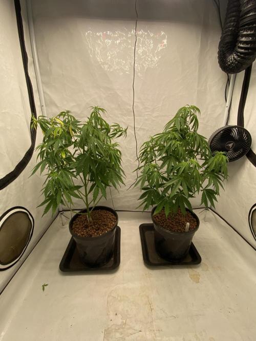 Barneys Biscotti. Week 5