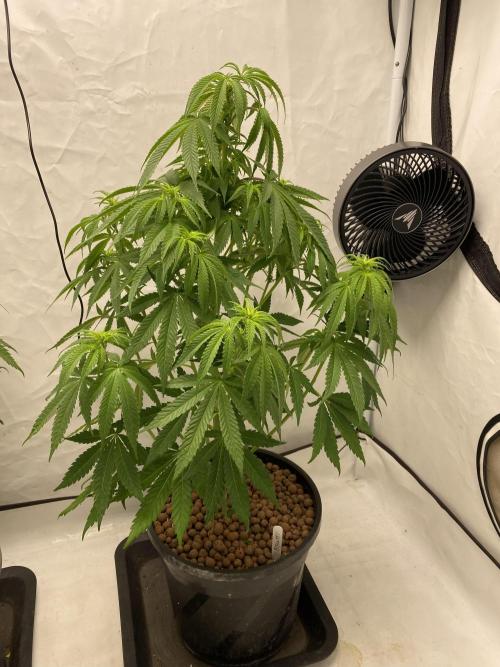 Barneys Biscotti. Week 5