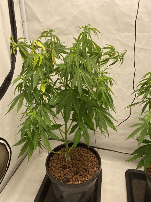 Barneys Biscotti. Week 5