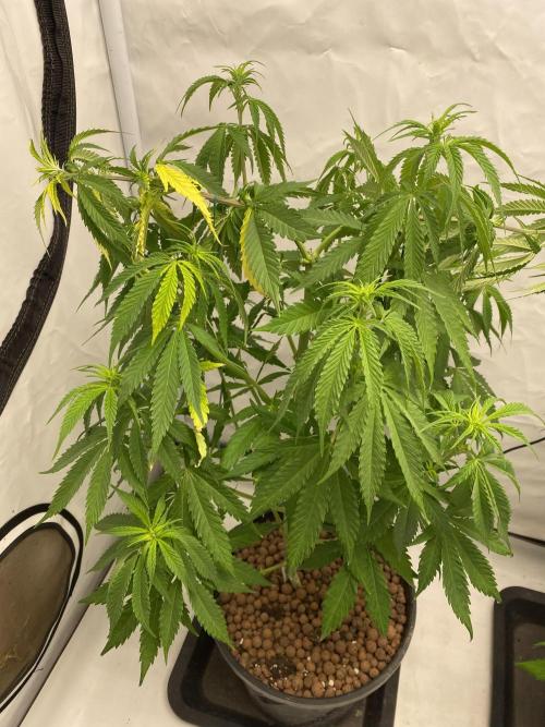 Barneys Biscotti. Week 5