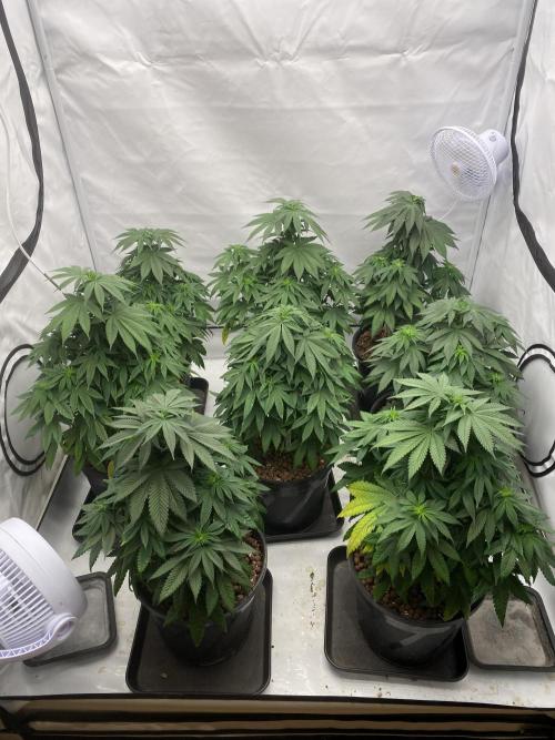 Barneys Jealousy. Week 6