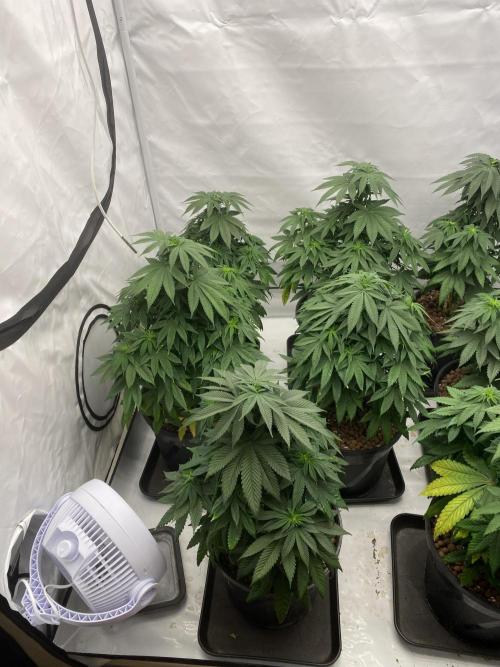 Barneys Jealousy. Week 6