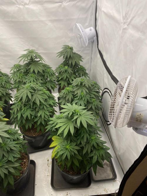 Barneys Jealousy. Week 6