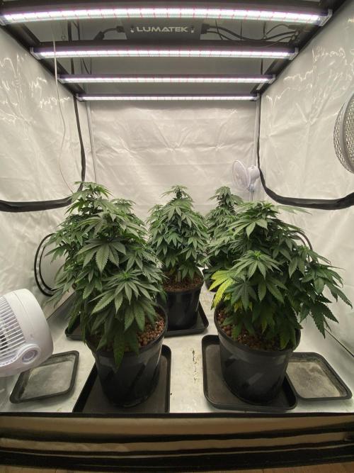 Barneys Jealousy. Week 6