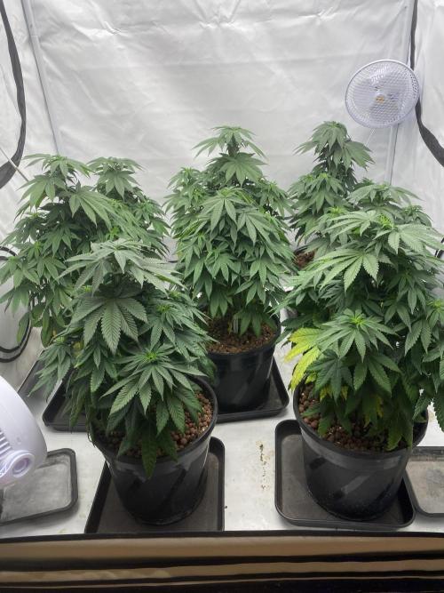 Barneys Jealousy. Week 6