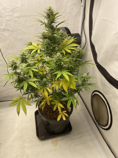 Barneys GMO Auto. Week 6