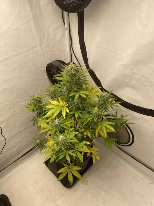 Barneys GMO Auto. Week 6