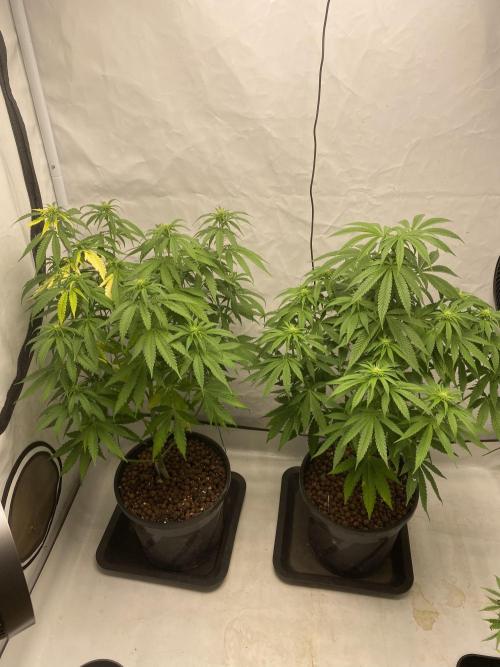 Barneys Biscotti. Week 6