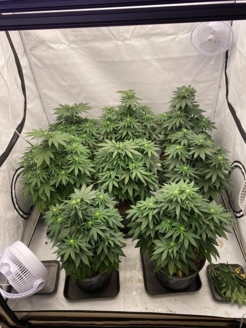 Barneys Jealousy. Week 7