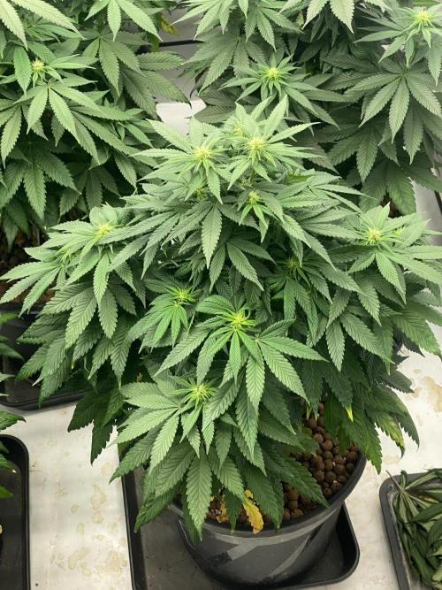 Barneys Jealousy. Week 7