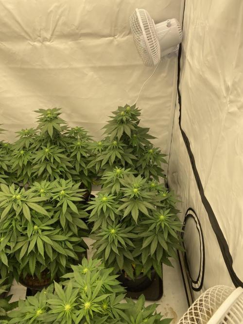 Barneys Jealousy. Week 7