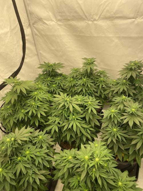 Barneys Jealousy. Week 7