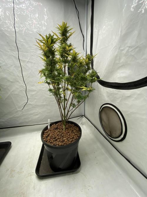 Barneys GMO Auto. Week 7