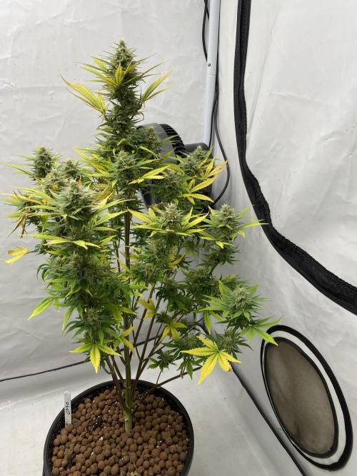 Barneys GMO Auto. Week 7