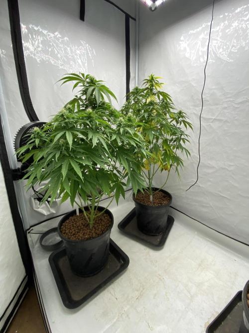 Barneys Biscotti. Week 7