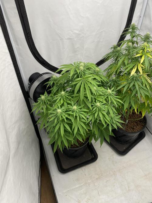 Barneys Biscotti. Week 7