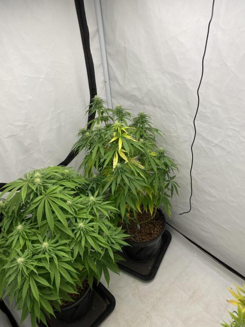 Barneys Biscotti. Week 7