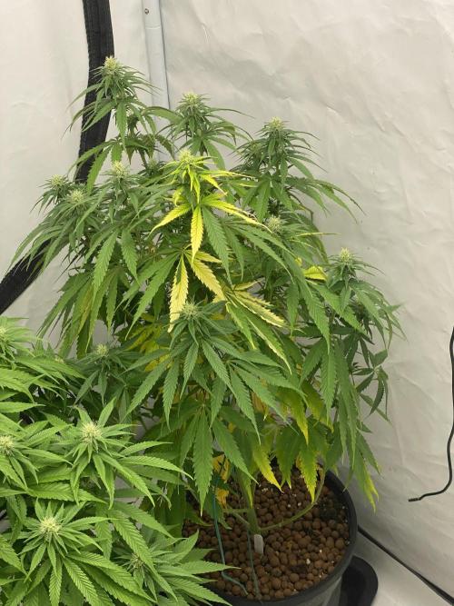 Barneys Biscotti. Week 7